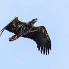 Seeadler