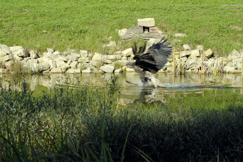 Seeadler