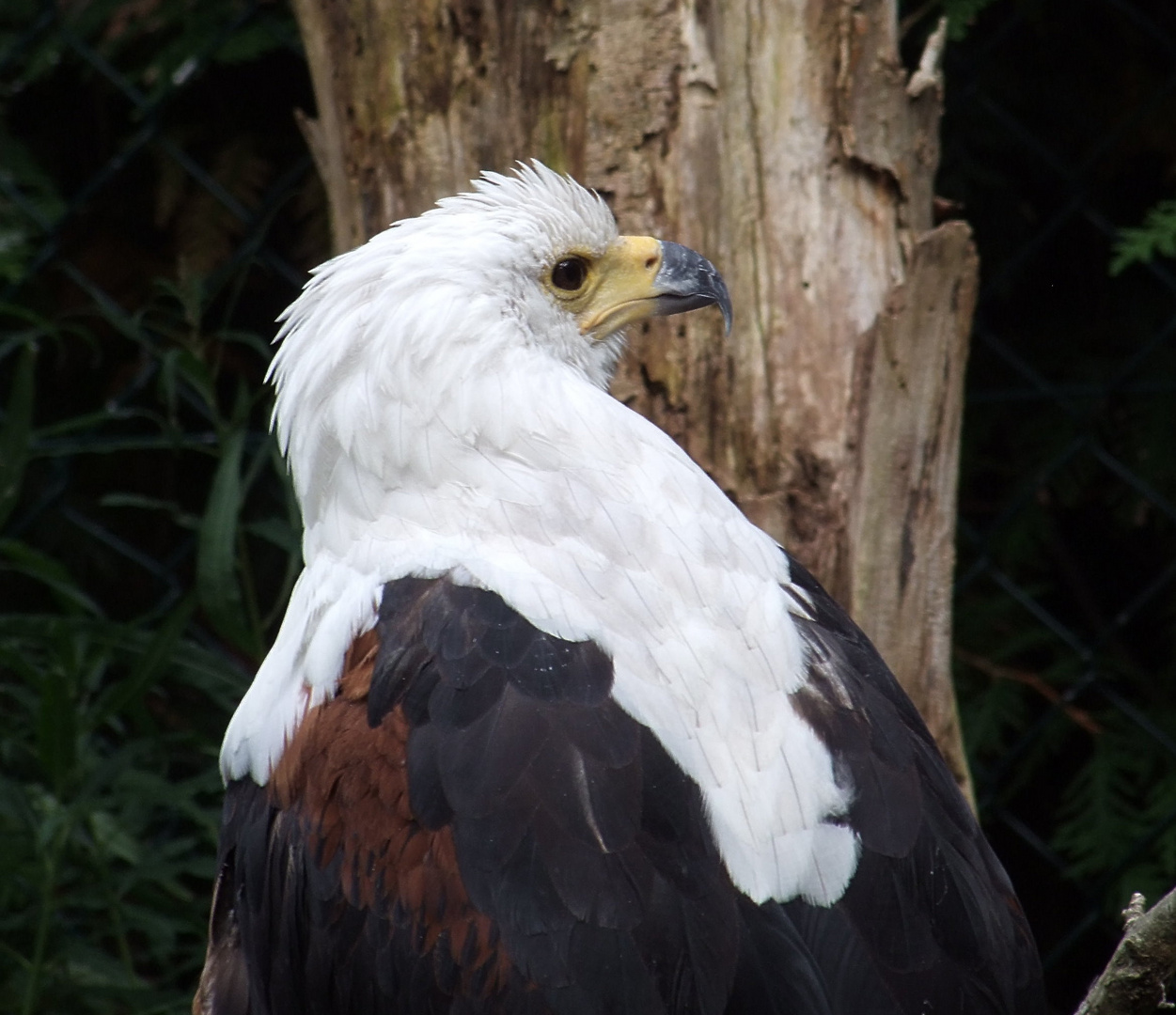 Seeadler