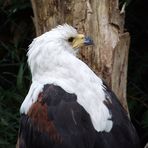 Seeadler