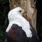 Seeadler