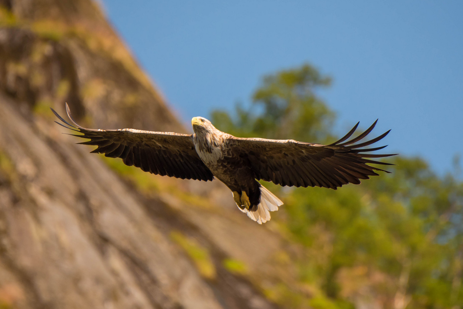 Seeadler, ein Erlebnis