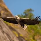 Seeadler, ein Erlebnis