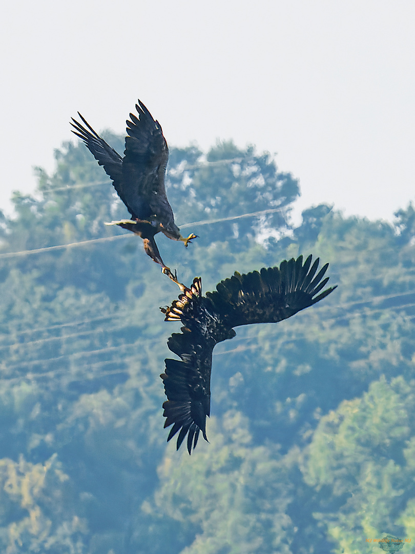 Seeadler - ein gefährlicher Drahtseiltanz