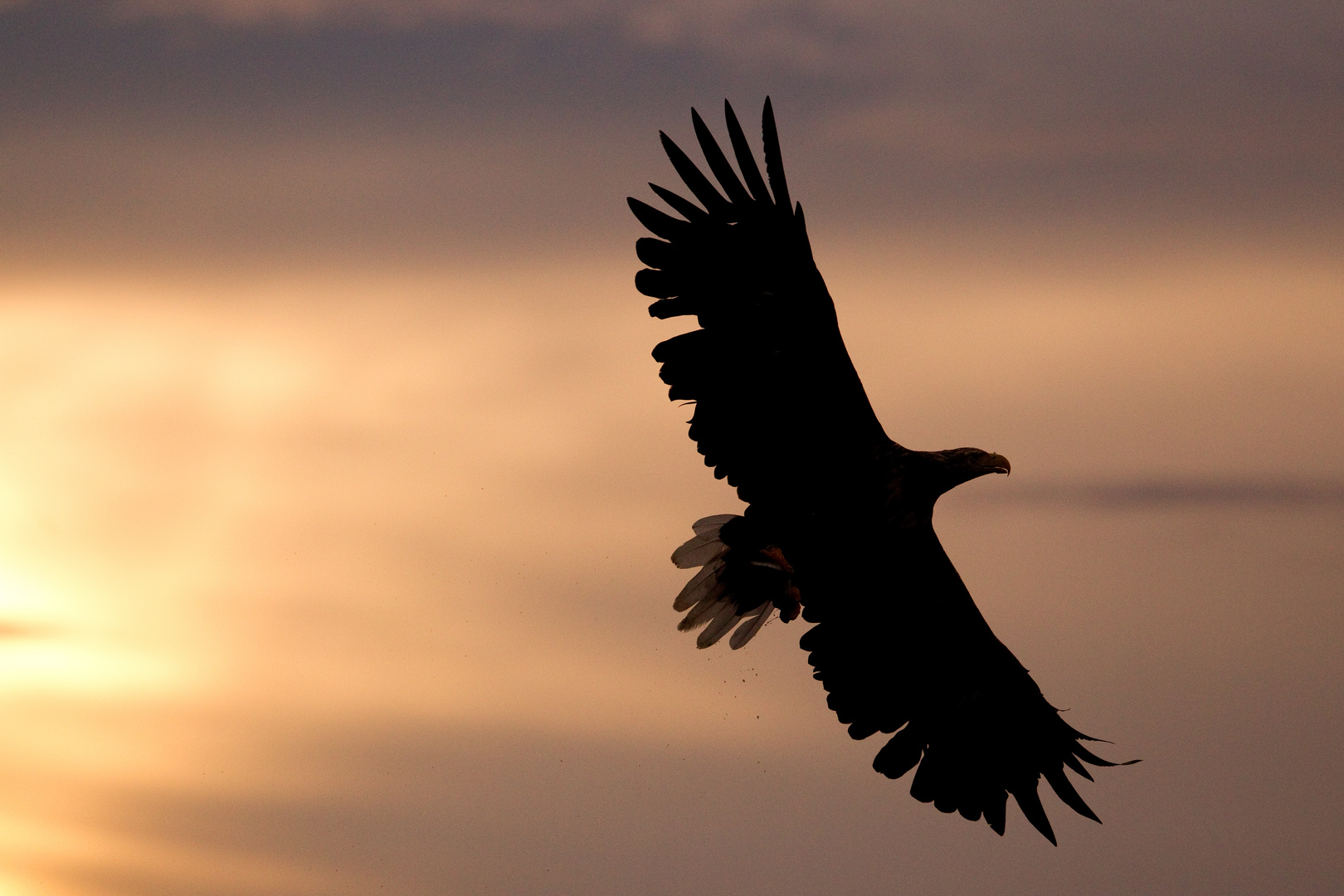 Seeadler: Ein schöner Tag geht zu Ende.