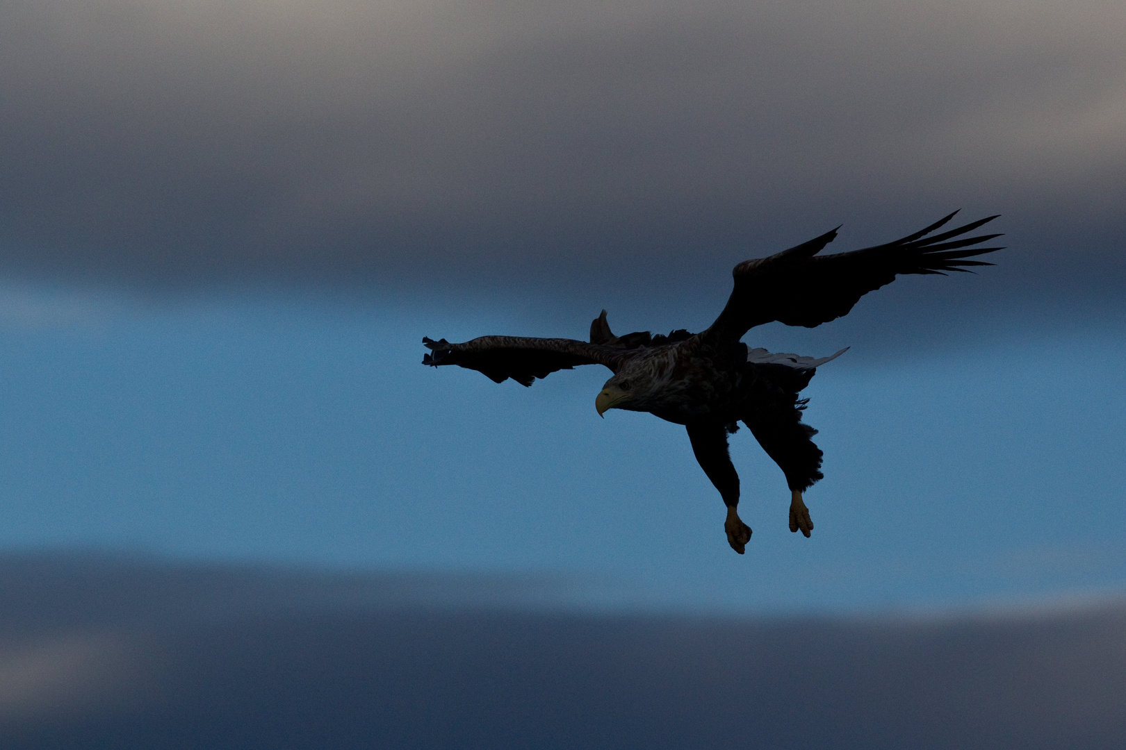 Seeadler: Ein Tag mit gutem Flugwetter neigt sich dem Ende.