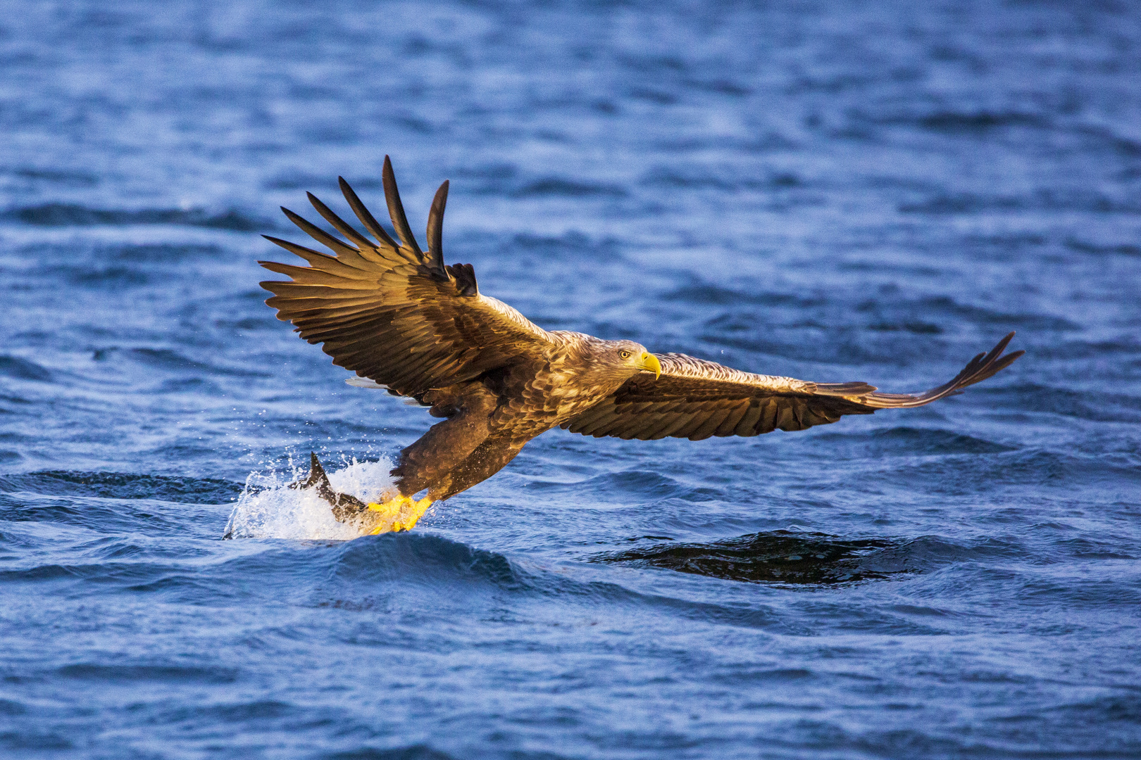 Seeadler einmal schön durchstrecken 