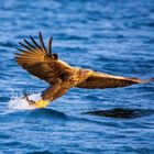 Seeadler einmal schön durchstrecken 