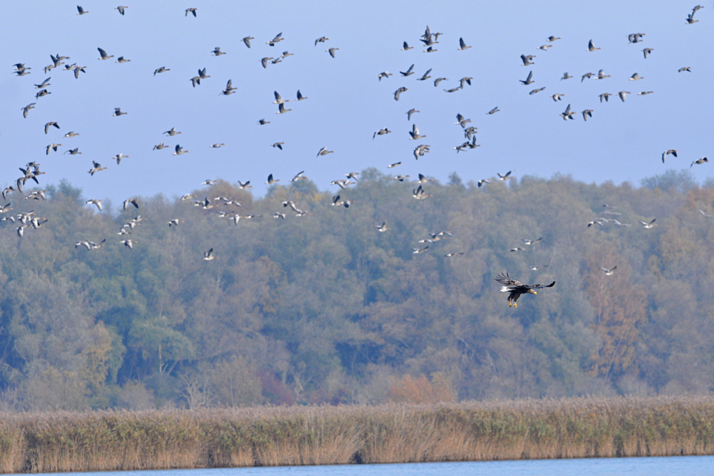 Seeadler – Einschweben