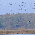 Seeadler – Einschweben