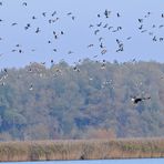 Seeadler – Einschweben