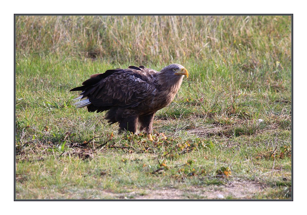 seeadler - er war schon ein richtig passabler bursche