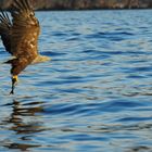 Seeadler erfolgreich