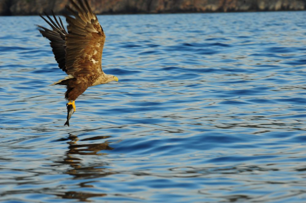 Seeadler erfolgreich