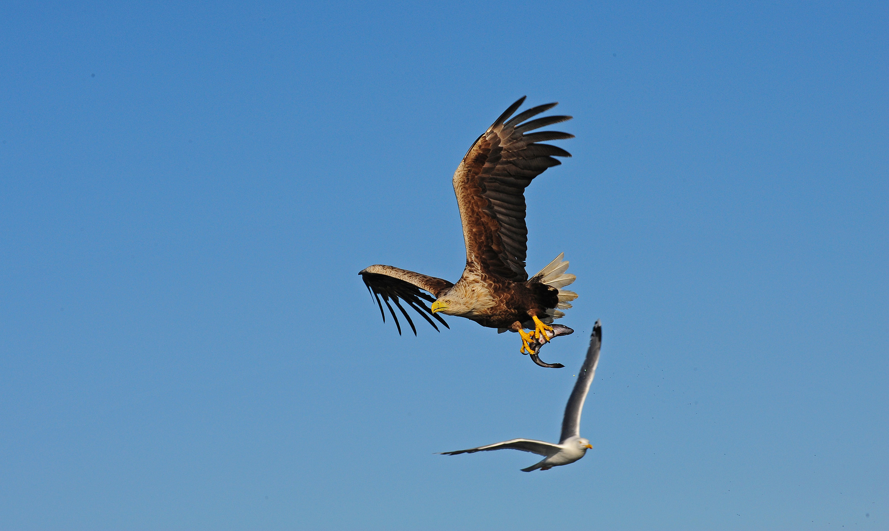 Seeadler erfolgreich   B0004362