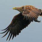 Seeadler,- erfolgreich-