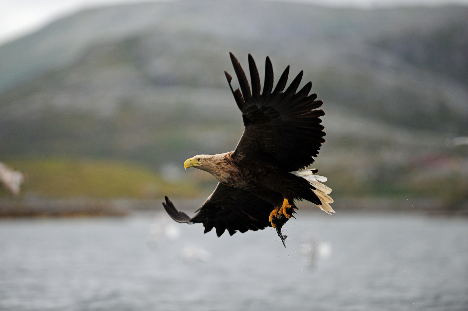 Seeadler erfolgreich