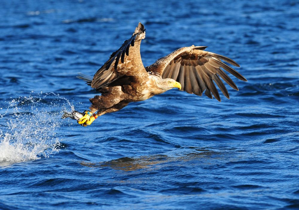 Seeadler,-- erwischt --