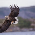 Seeadler: Es gibt sie doch, fliegende Fische !!!