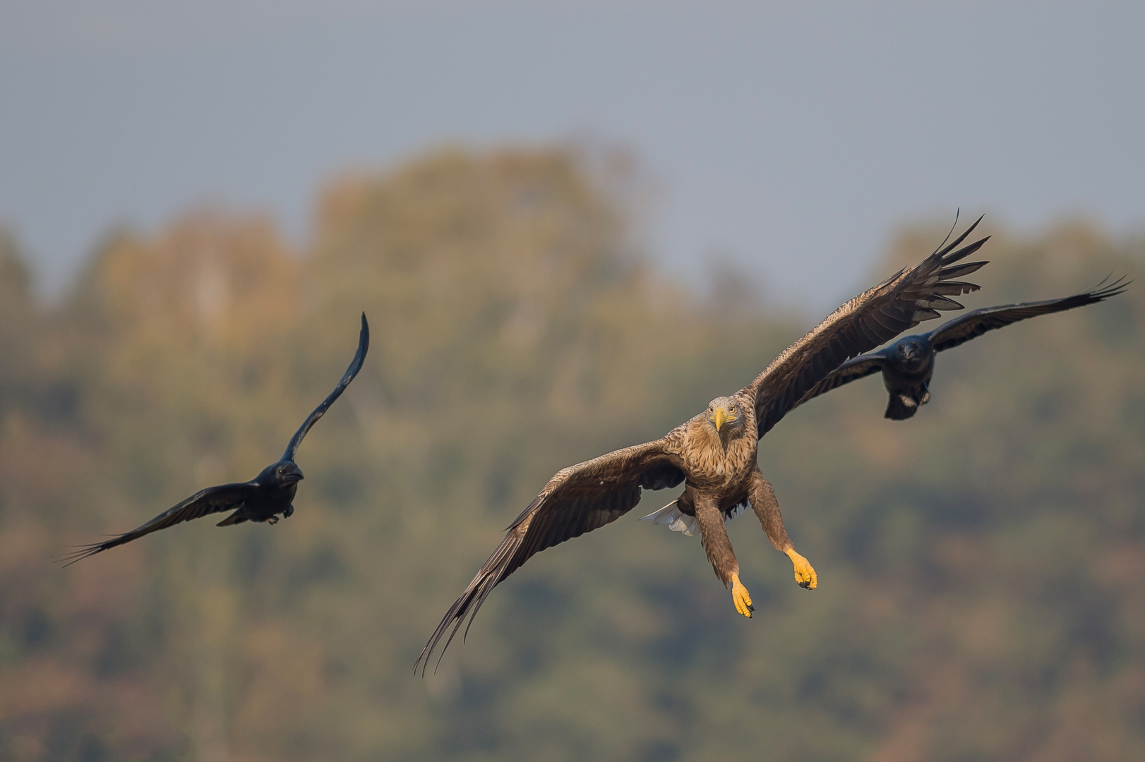 Seeadler-Eskorte