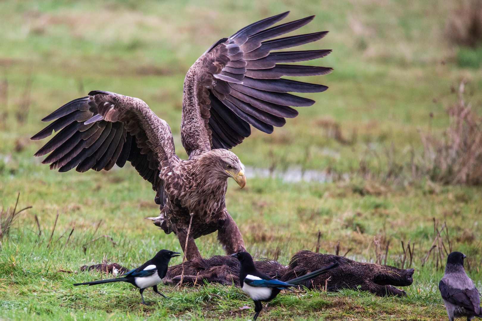 Seeadler, etwas in Aktion am Futter...