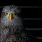 Seeadler Europa