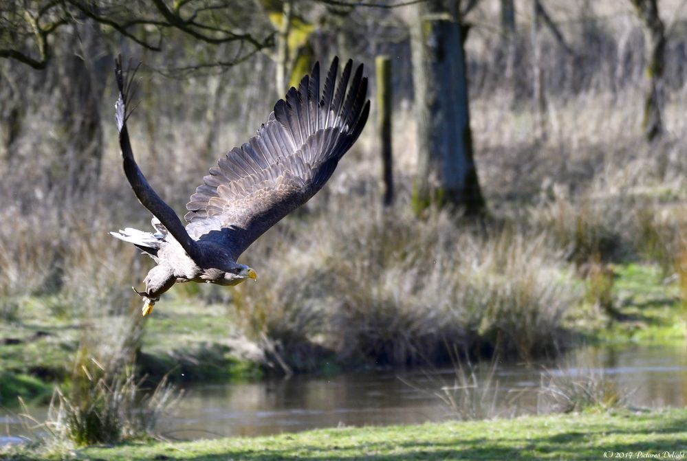 - Seeadler -