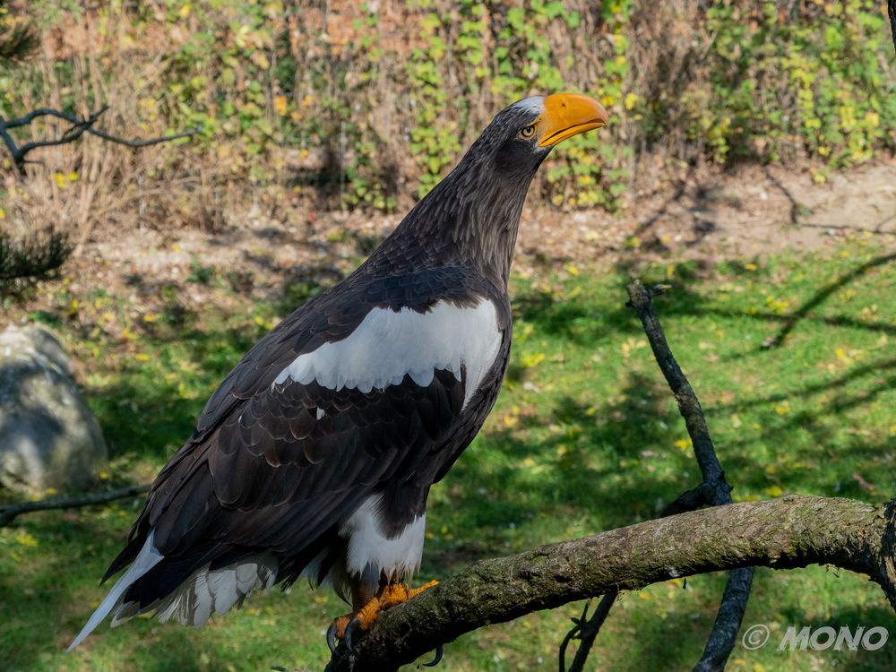 Seeadler