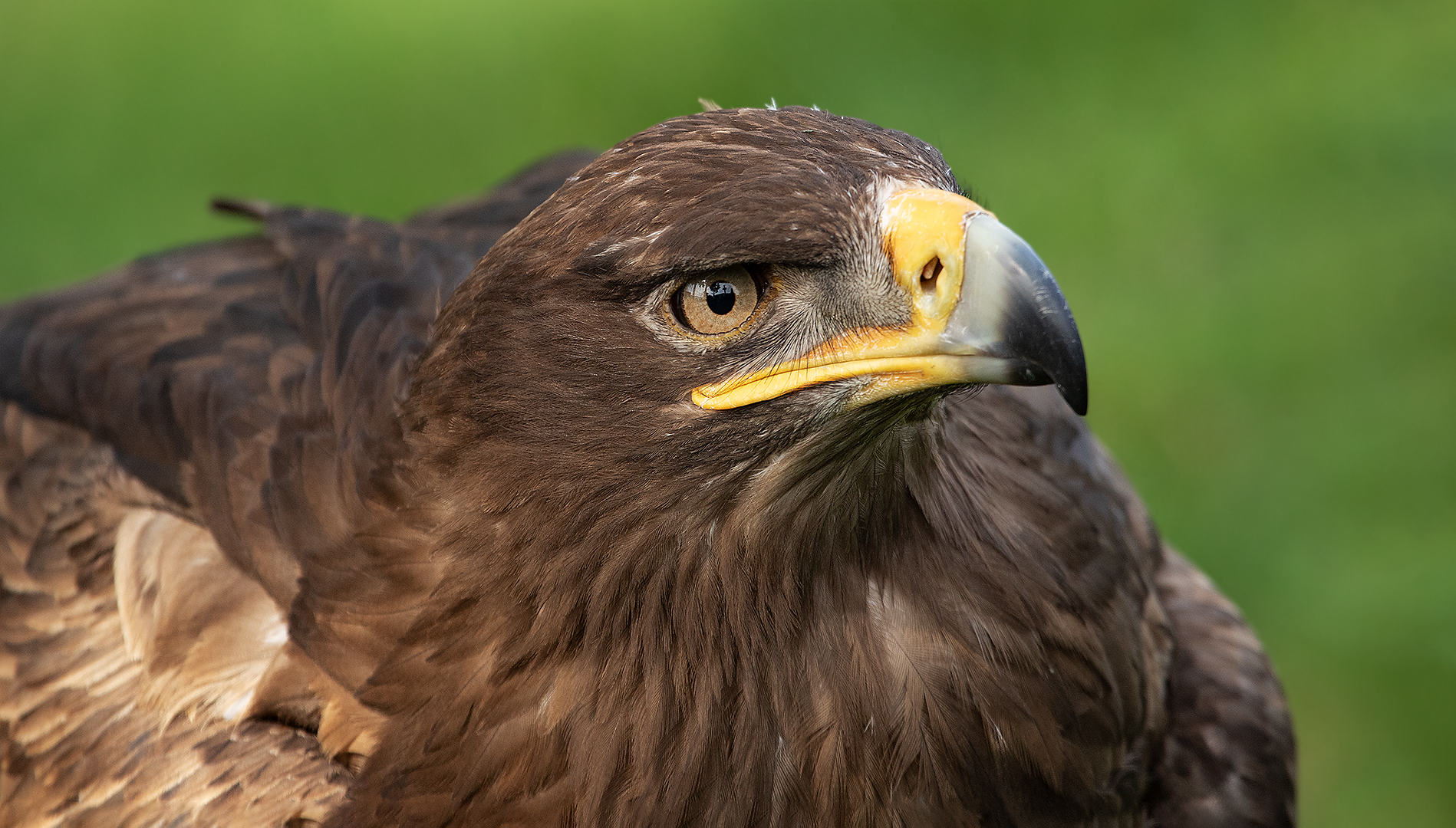 Seeadler