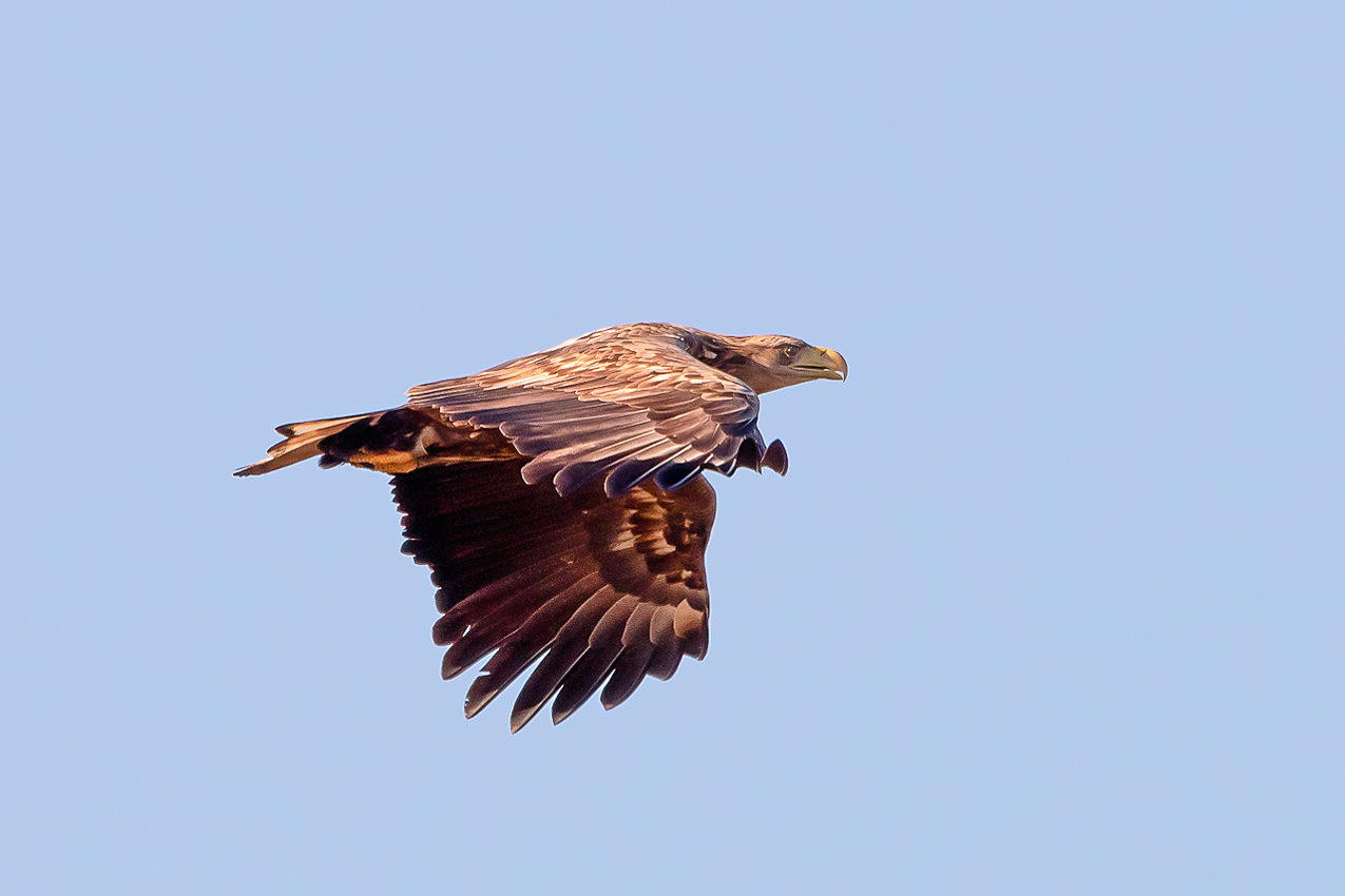 Seeadler