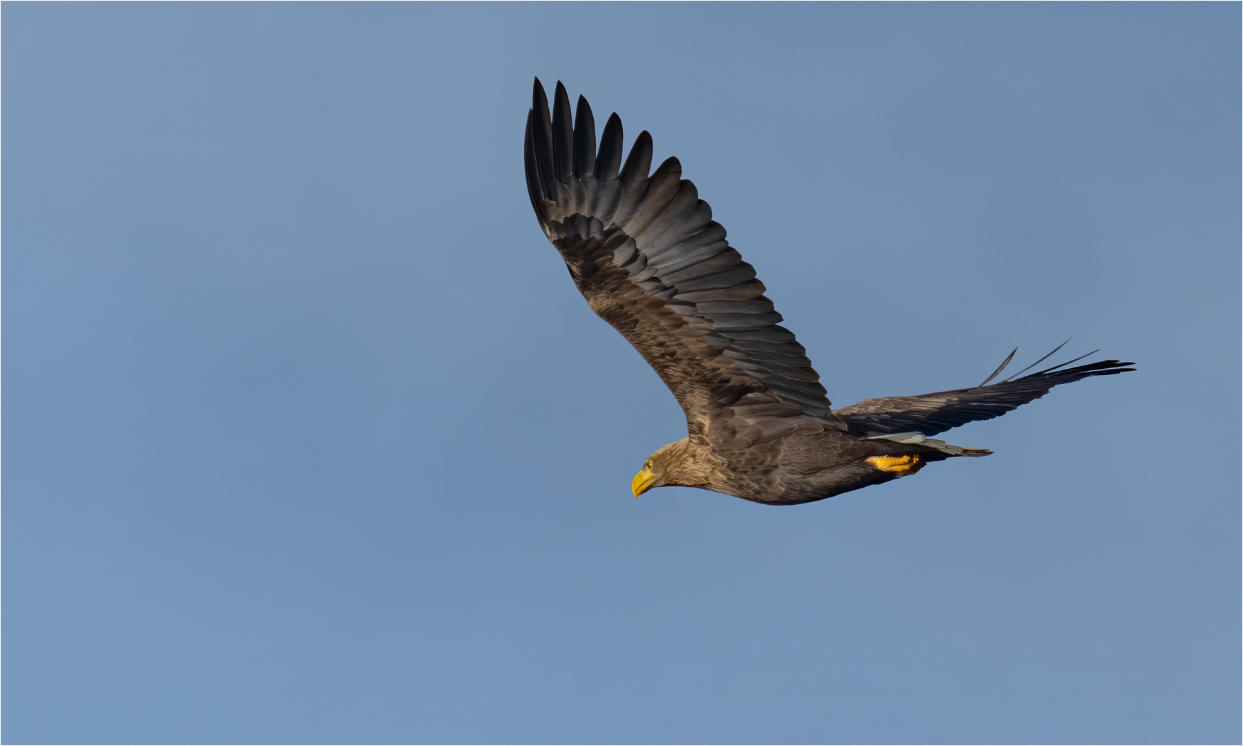 Seeadler