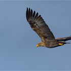 Seeadler