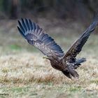 Seeadler