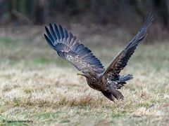 Seeadler