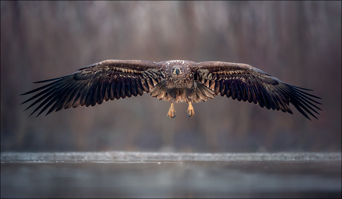 Seeadler