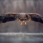 Seeadler