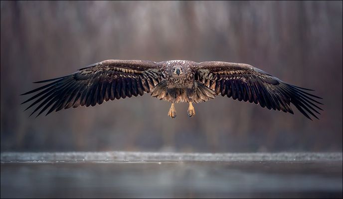 Seeadler