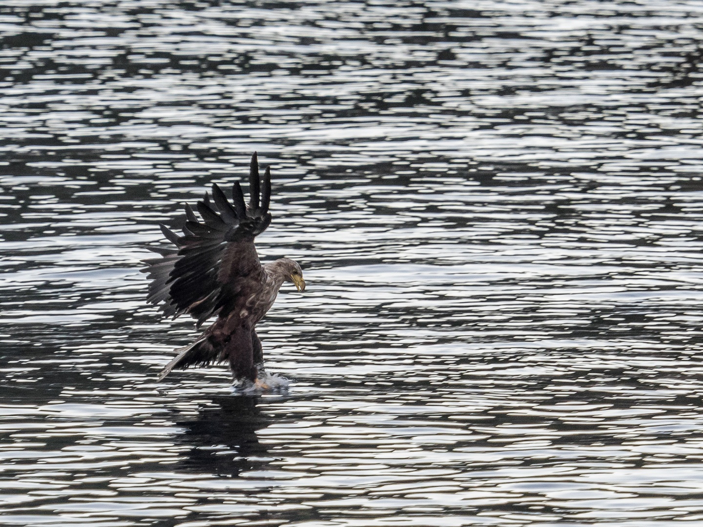 Seeadler