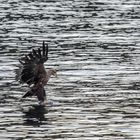 Seeadler