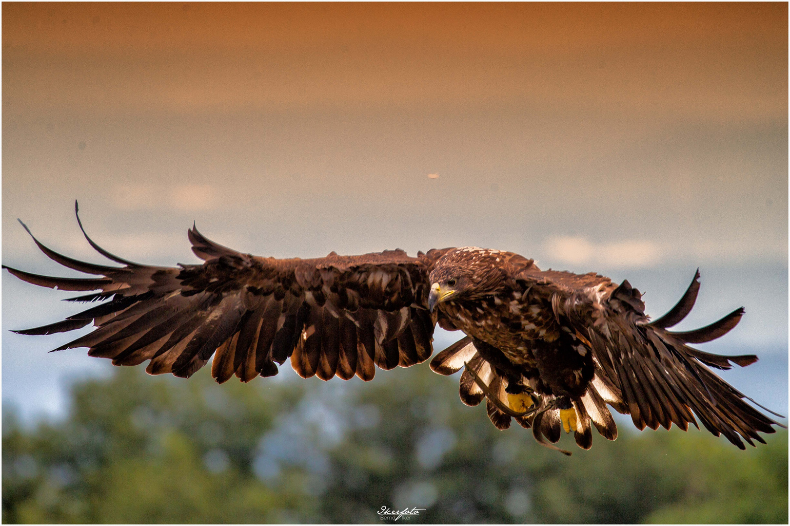 Seeadler 