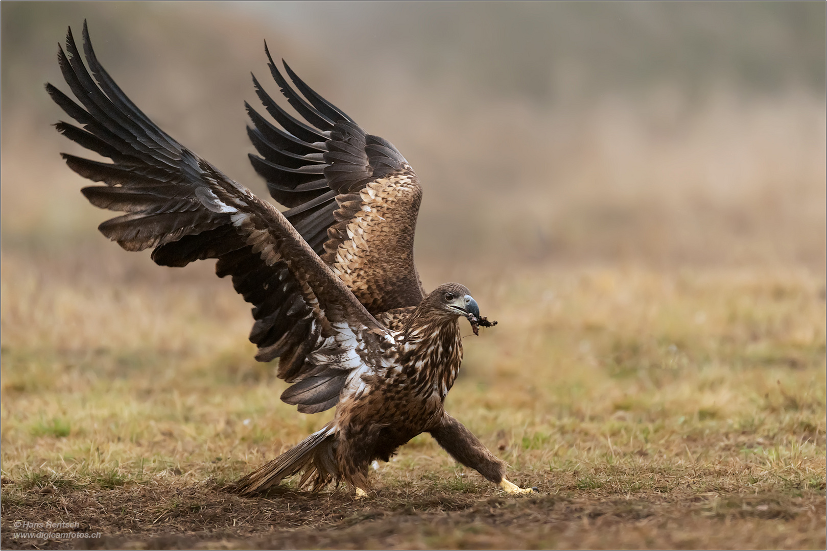 Seeadler 