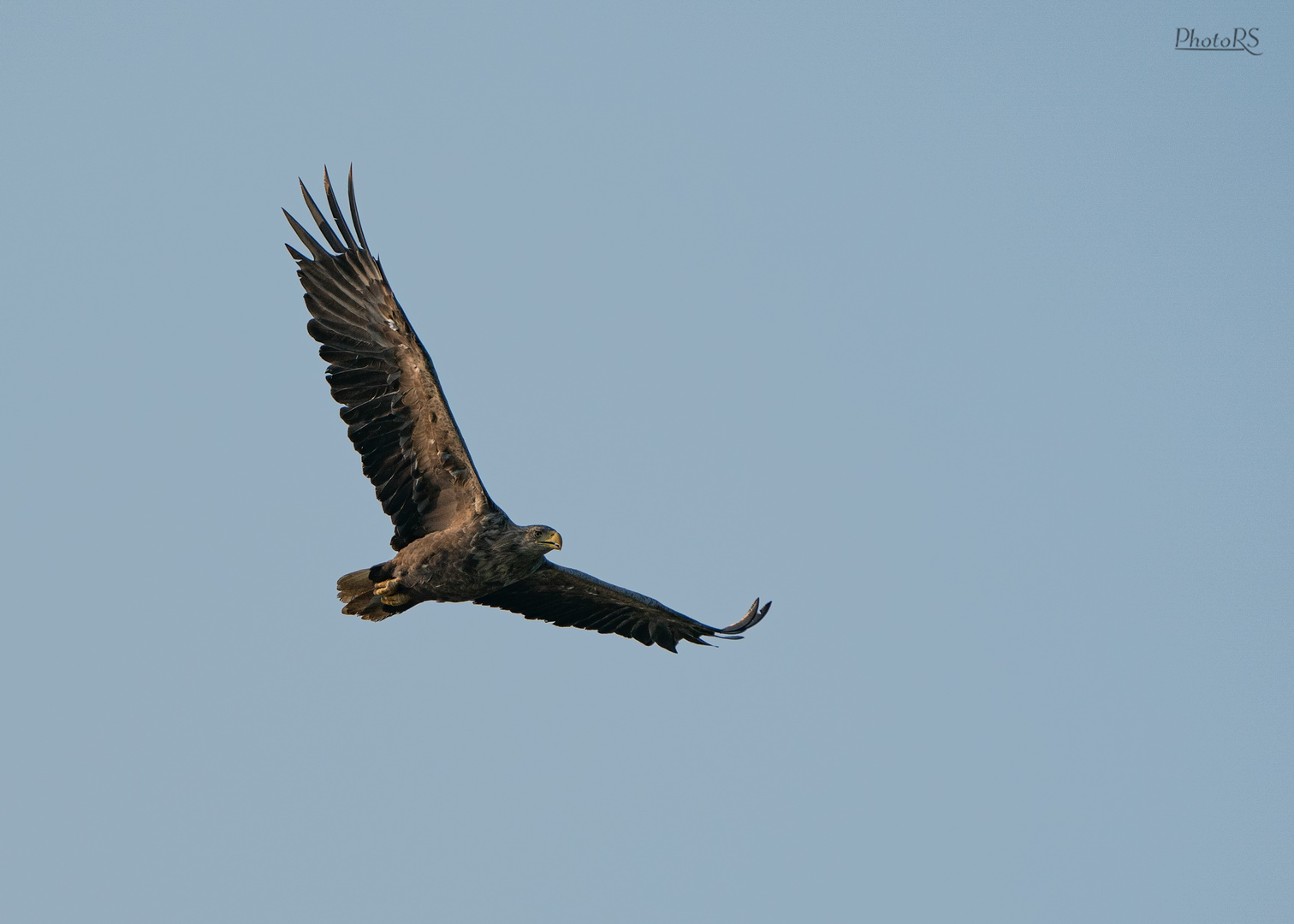 Seeadler