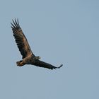 Seeadler