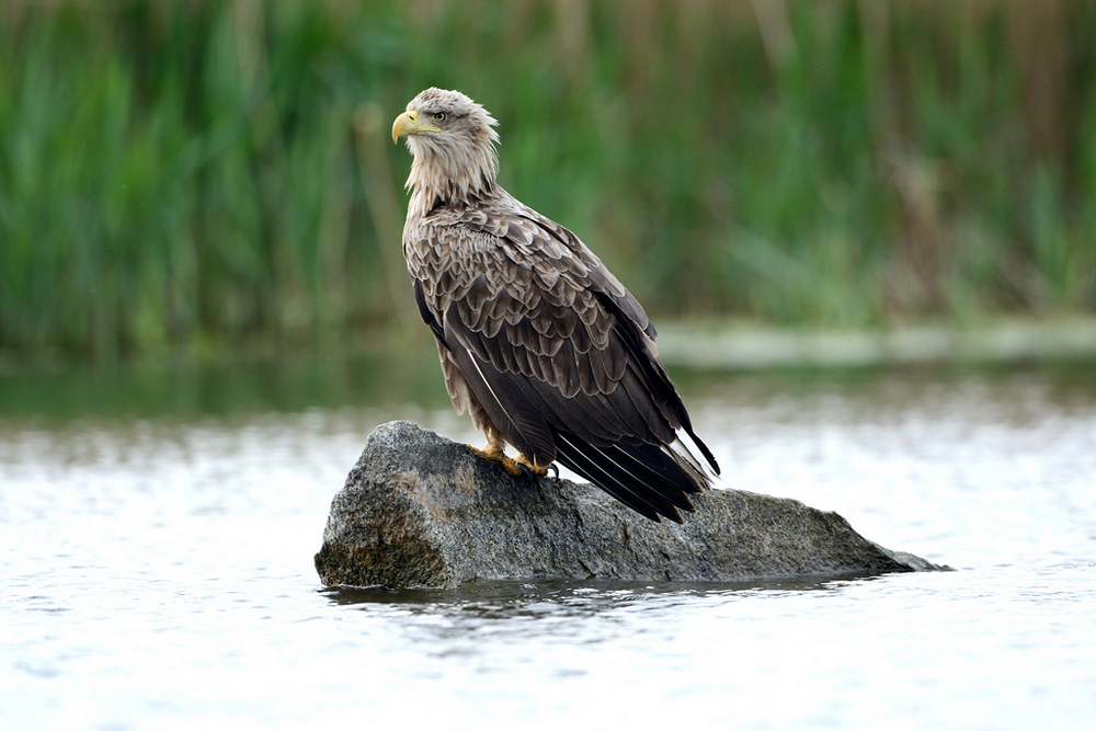 Seeadler