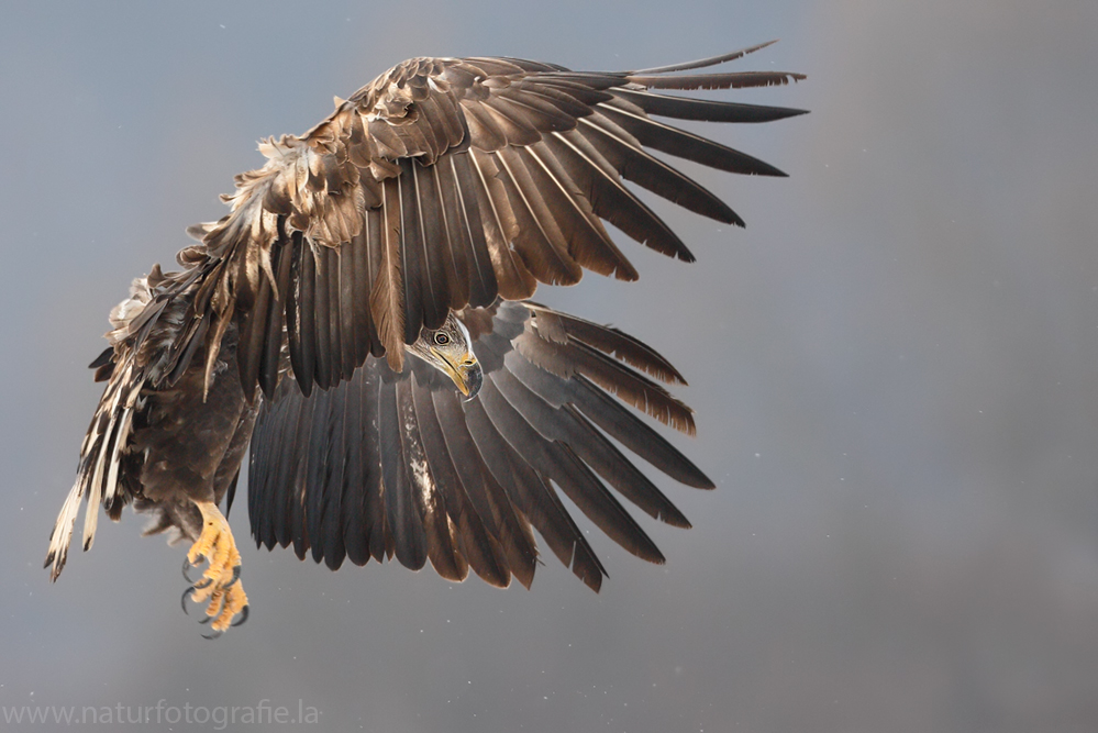 ~Seeadler~