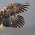 ~Seeadler~