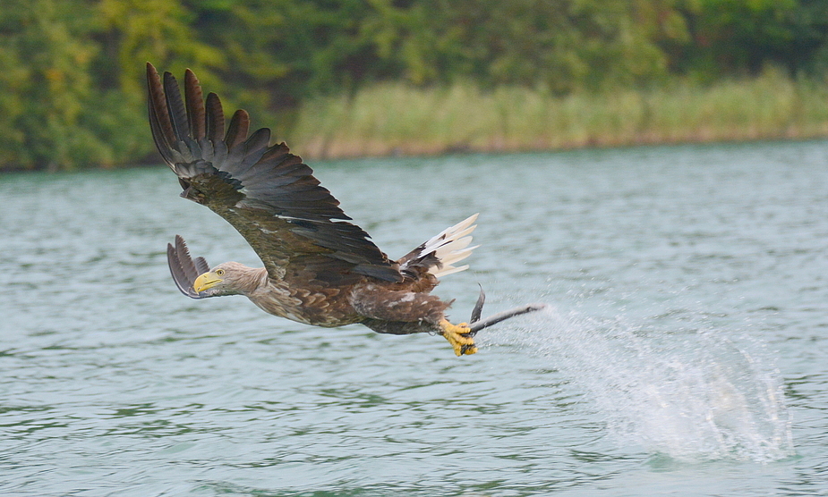 Seeadler