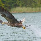 Seeadler