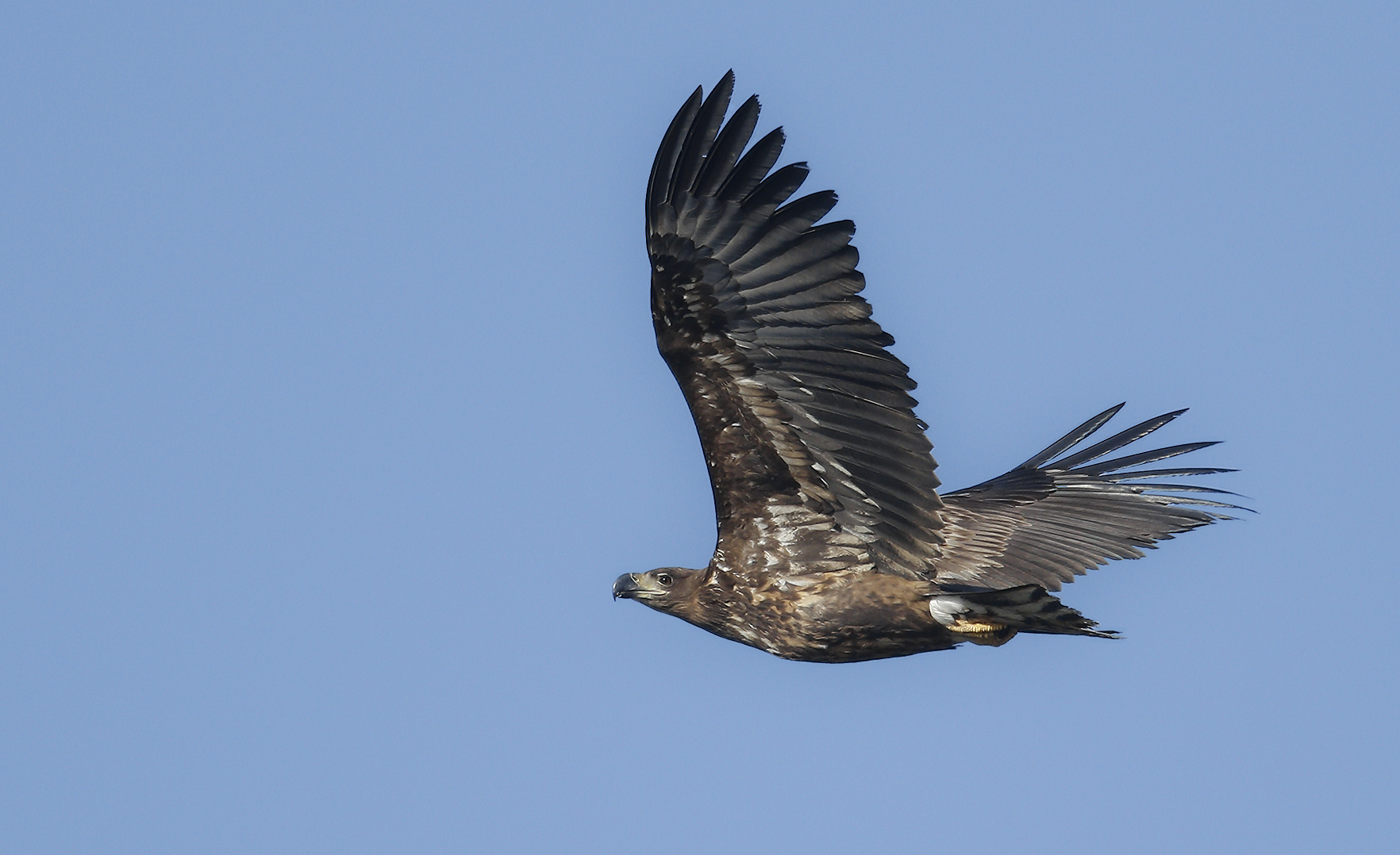 Seeadler