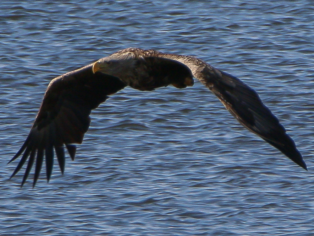 Seeadler